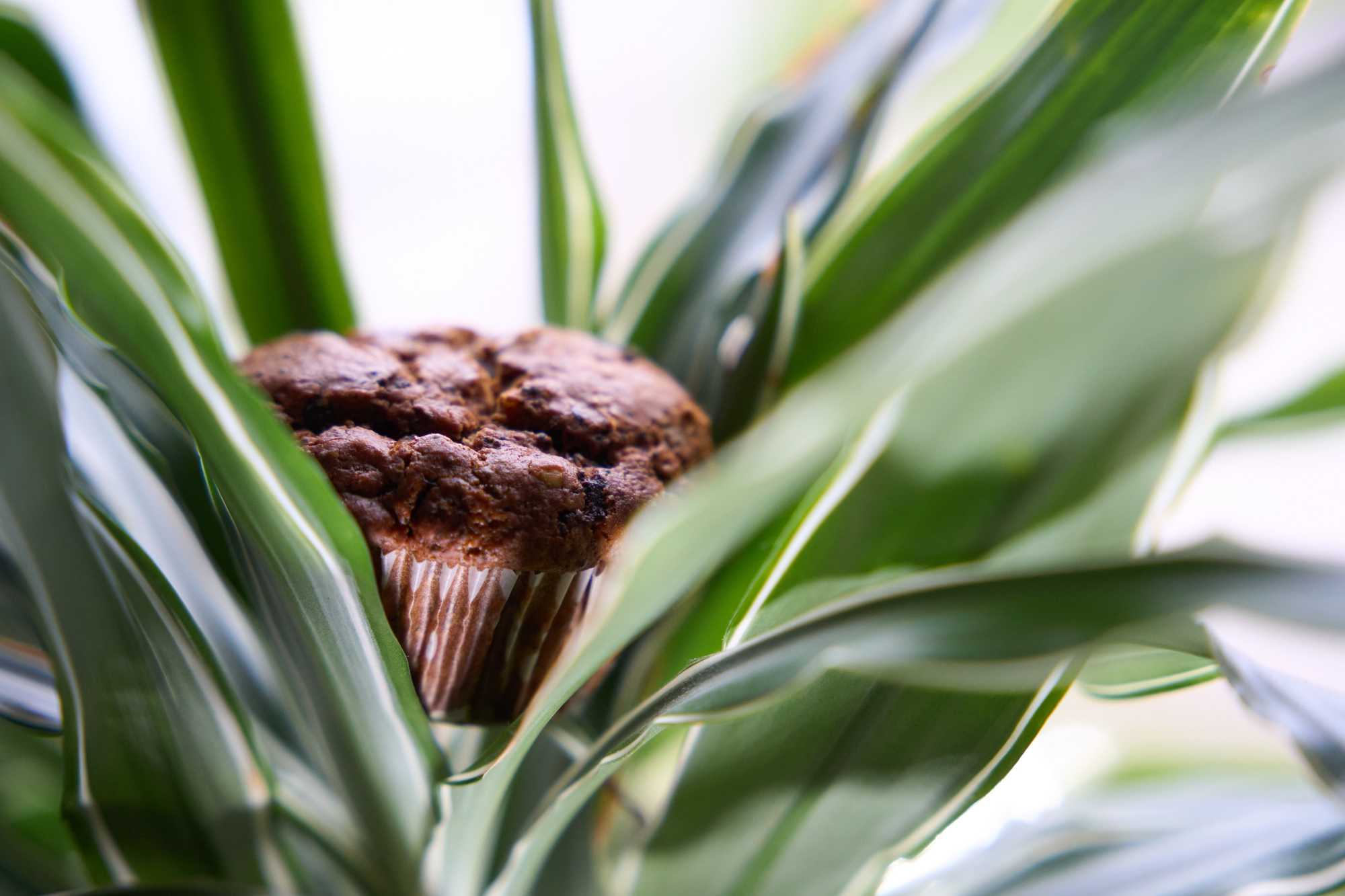 Muffin im Gebüsch